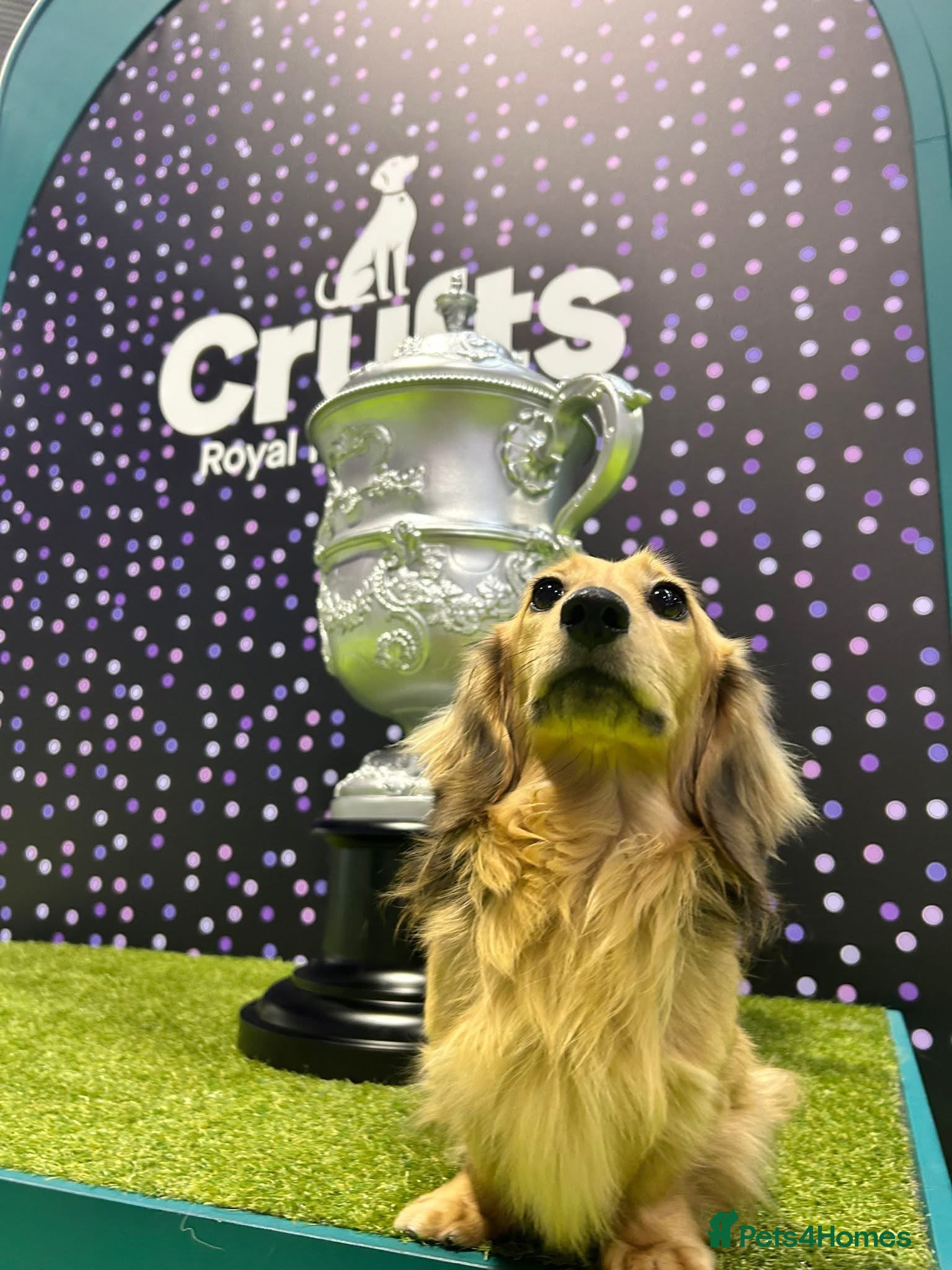 Miniature Dachshund dogs Shaded cream miniature dachshunds  - Advert 3