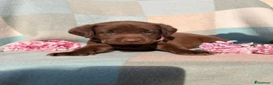 Labrador Retriever 5