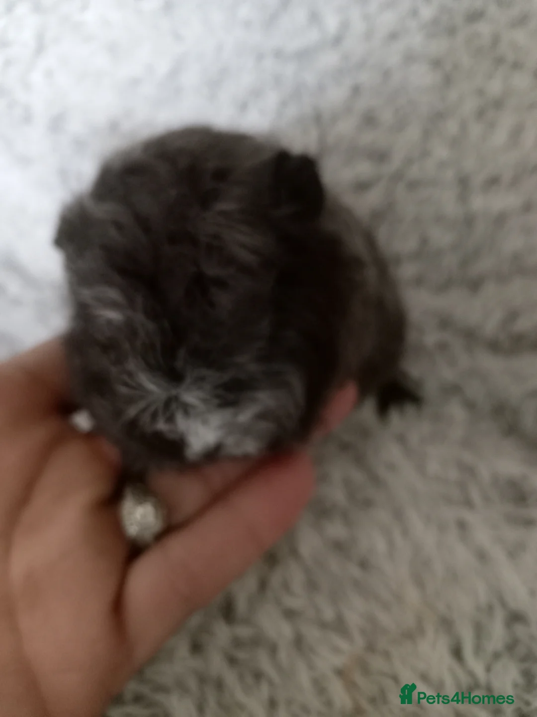 Guinea Pig rodents for sale: Swiss boys  - Advert 2