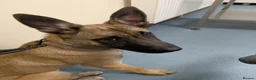 Belgian Shepherd Dog dogs for sale: Beautiful Belgian malinois girl - Advert 3