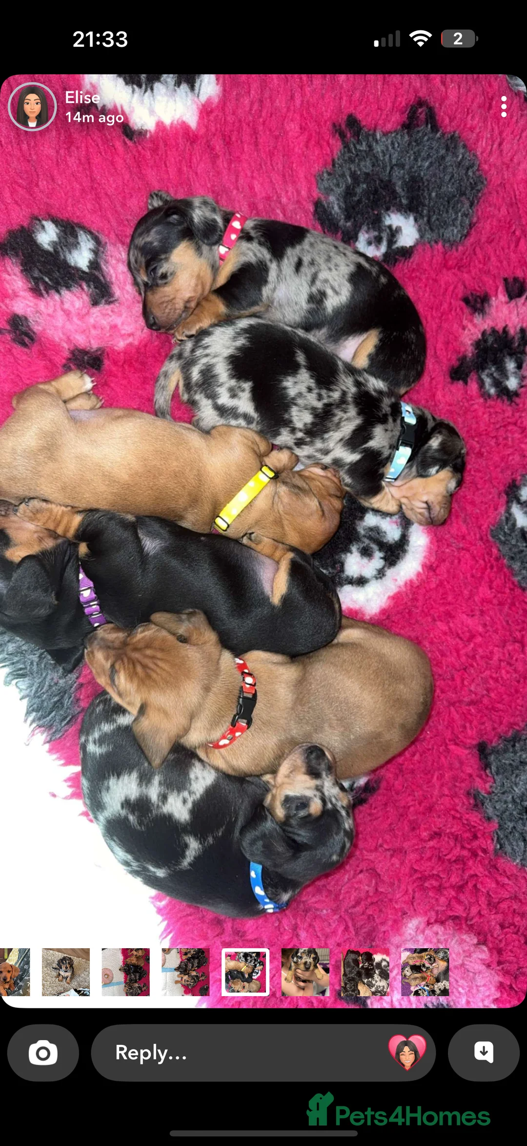 Miniature Dachshund dogs for stud: Smooth Cream Stud (carries long) in Dalry - Advert 4