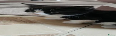  Kitten 2