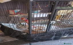 Budgerigars birds for sale: 3 budgies with cage - Image 4