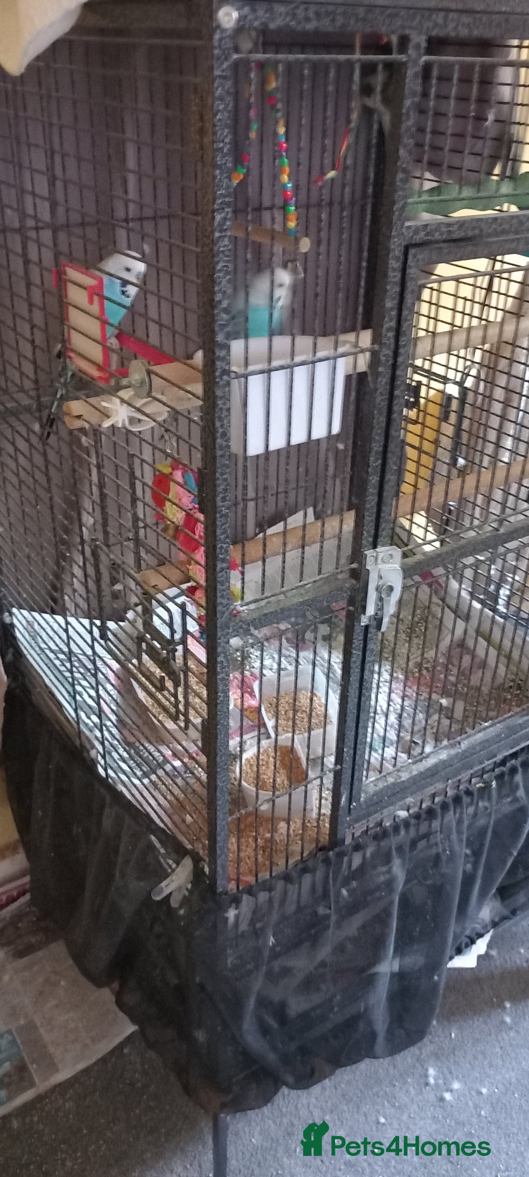 Budgerigars birds for sale: 3 budgies with cage - Image 4