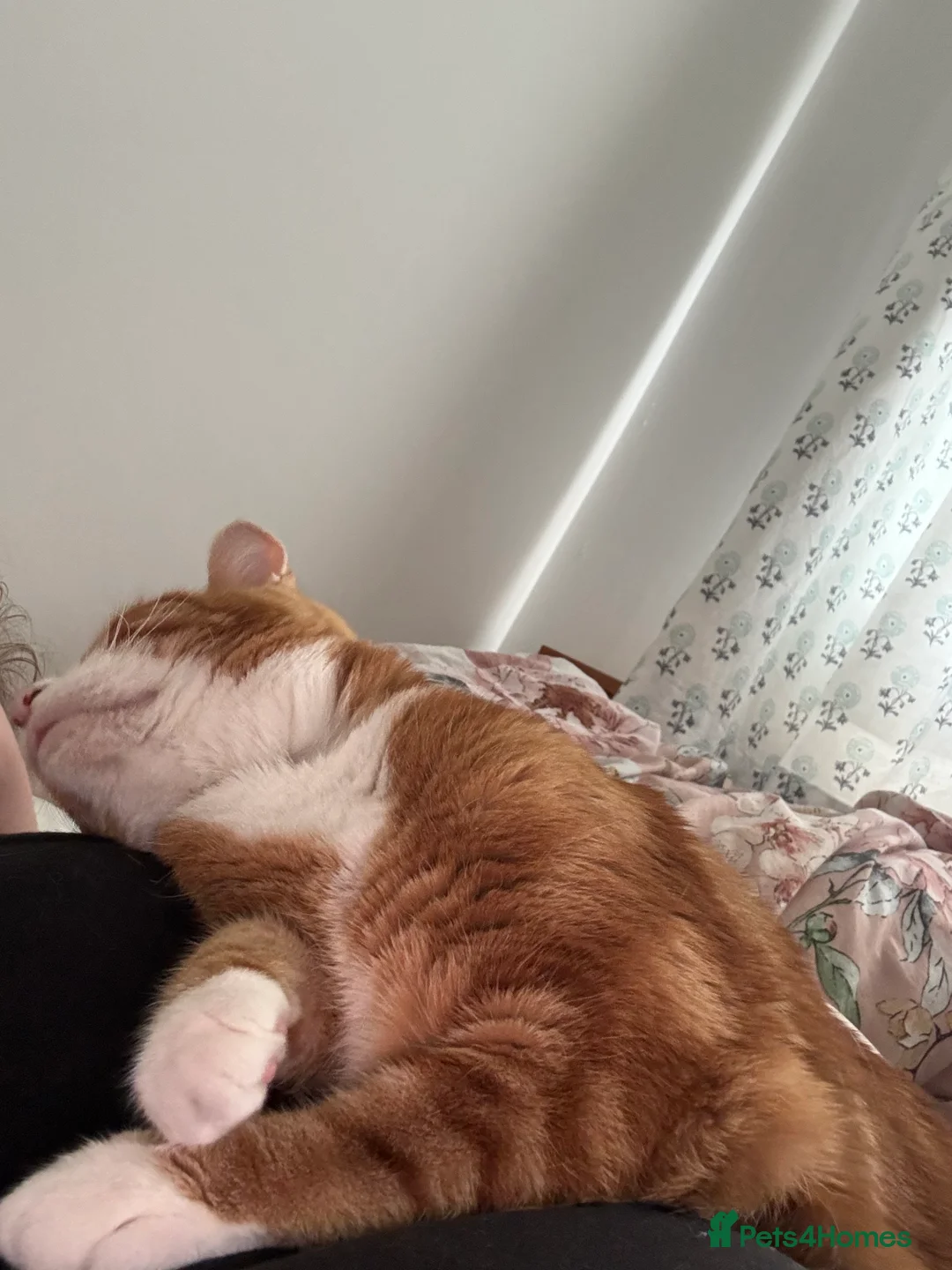 Mixed Breed cats for sale: Marla cat she’s 3 not 2 I can’t change  - Advert 17