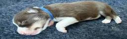 Border Collie dogs for sale: Red & white tri Merle border collie puppies puppy - Advert 5
