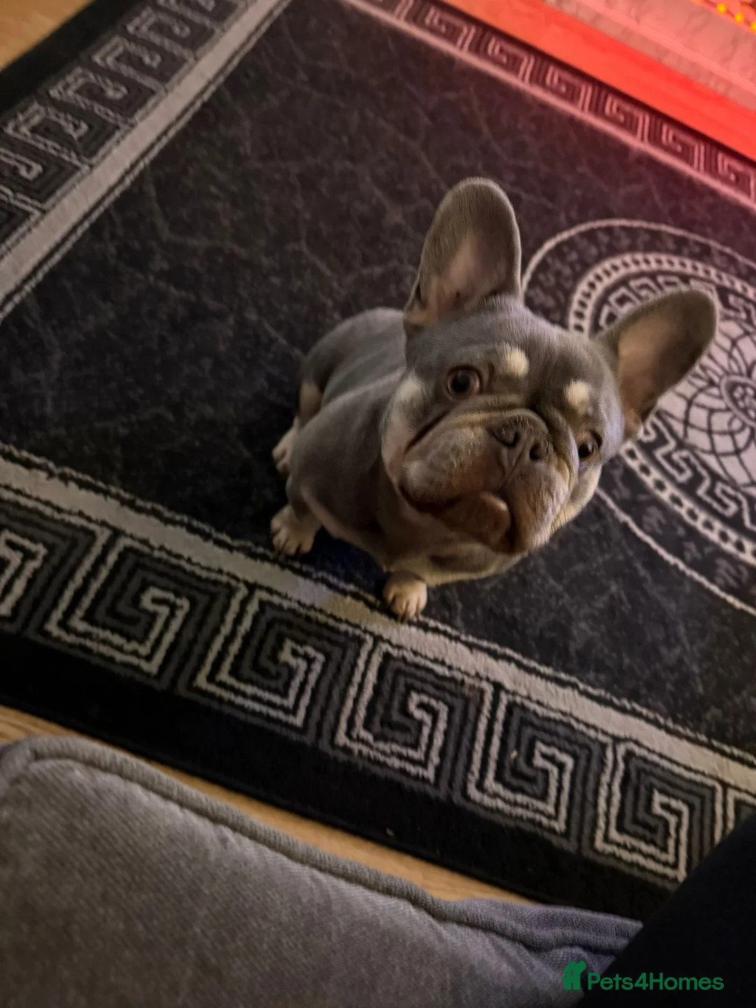 French Bulldog dogs for sale: French Bulldog in Gravesend - Advert 1