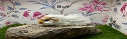 Guinea Pig rodents for sale: Female and male guinea pigs  - Advert 12