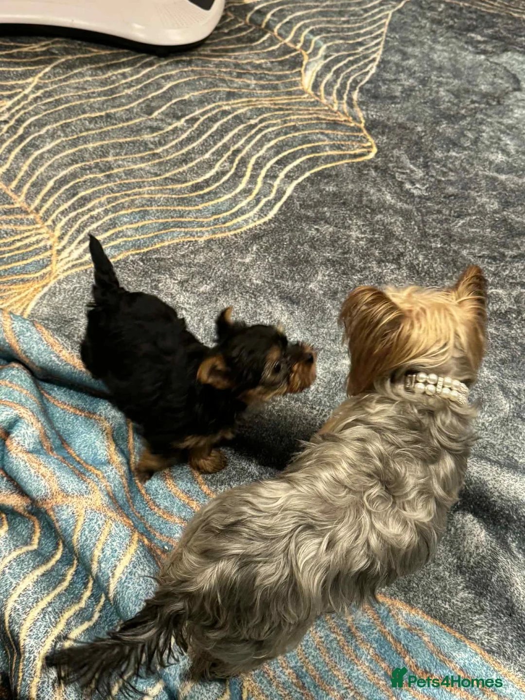 Yorkshire Terrier dogs for sale: yorkshire terrier and baby boy - Advert 7