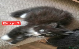 Mixed Breed cats for sale: Lovely Persian mix kittens - Image 17