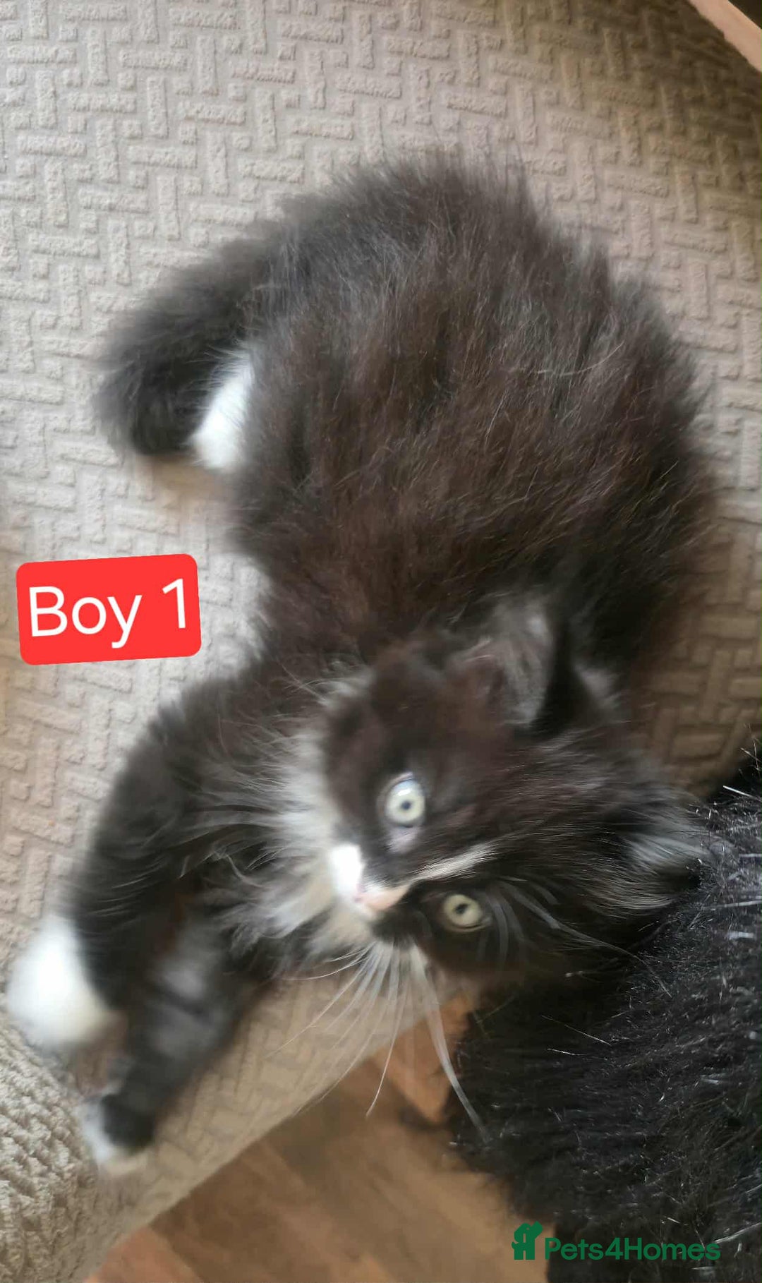 Mixed Breed cats for sale: Lovely Persian mix kittens - Image 17