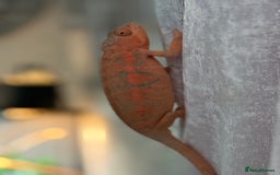 Chameleon reptiles for sale: Pink panther chameleon  - Image 3