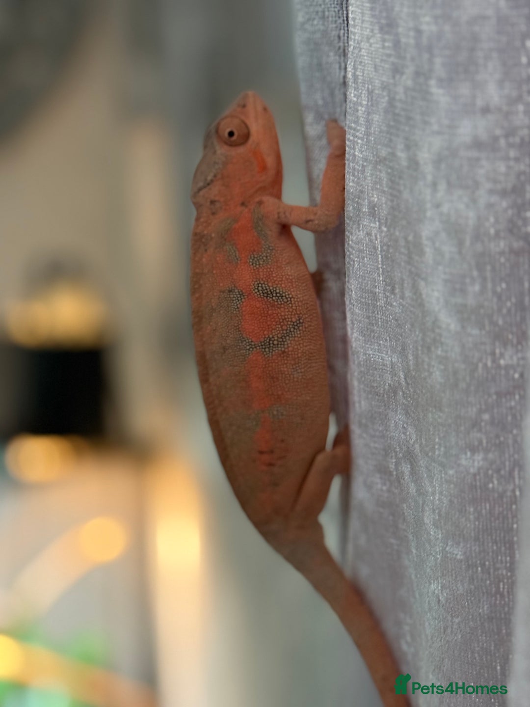 Chameleon reptiles for sale: Pink panther chameleon  - Image 3