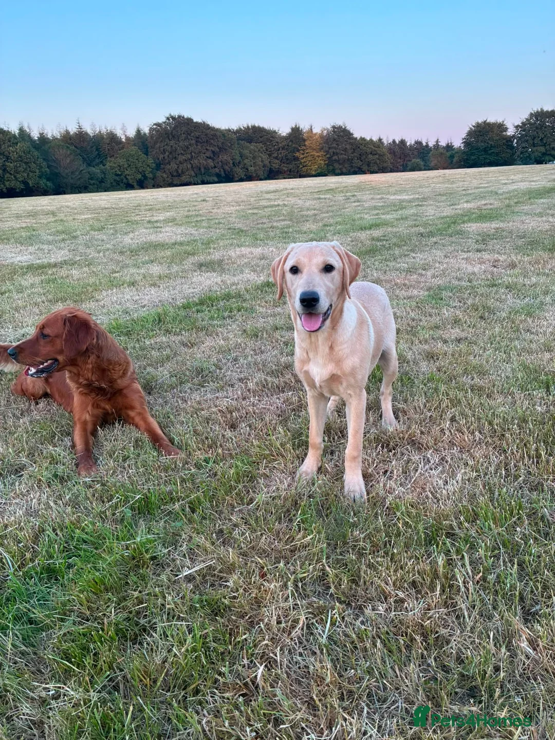 Labrador Retriever dogs for sale: Beautiful Labrador puppy  - Advert 4