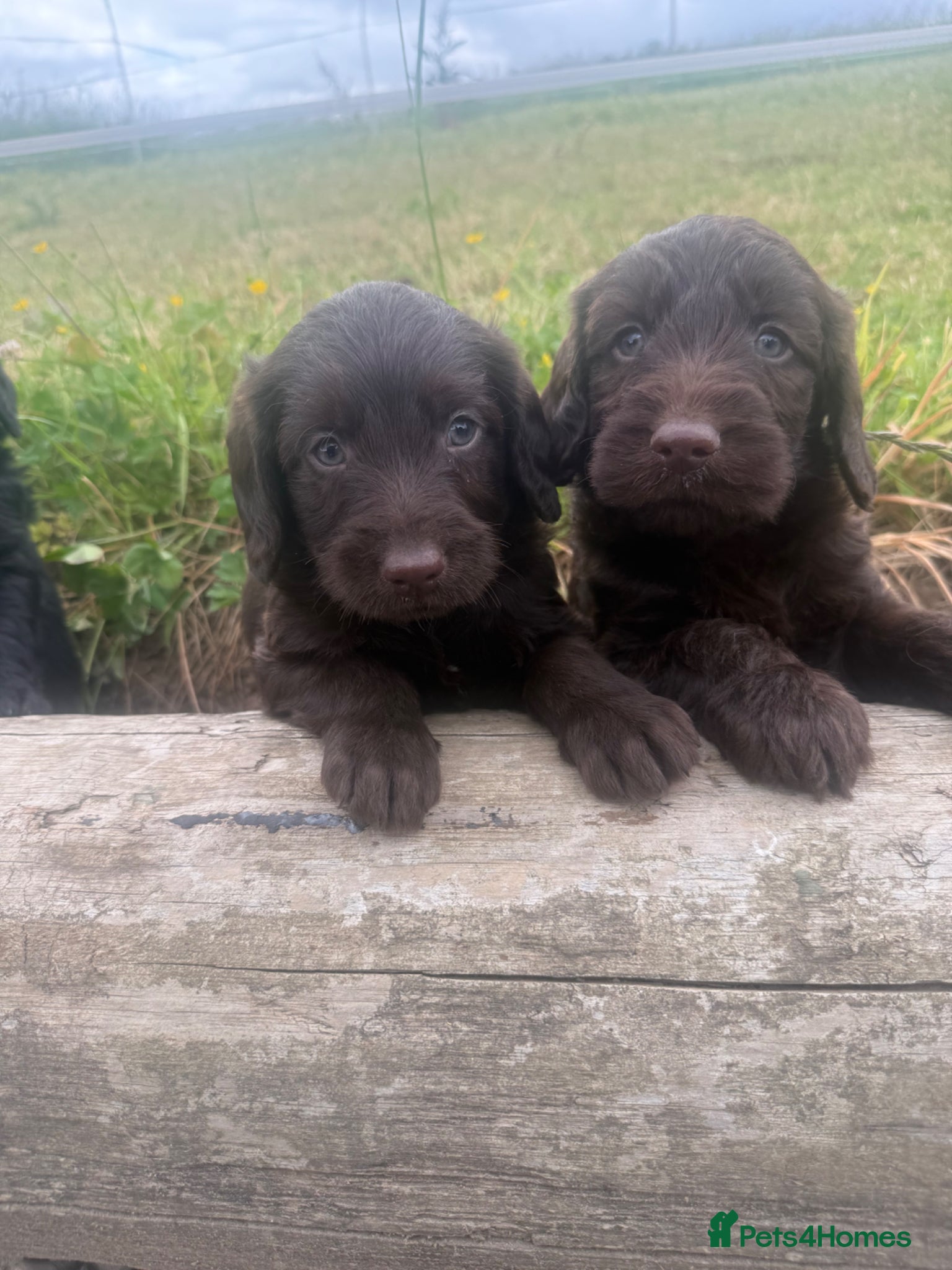 Labradoodle dogs for sale: F1 miniature labradoodles  - Advert 5
