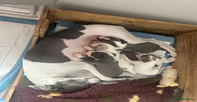 Whippet dogs - Advert 10