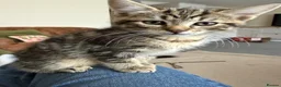 Mixed Breed cats for sale: 2 Kittens ready now in Emsworth - Advert 7