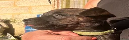 Patterjack dogs for sale: Patterjack pups with amazing & rare colours!  in Etchingham - Advert 15