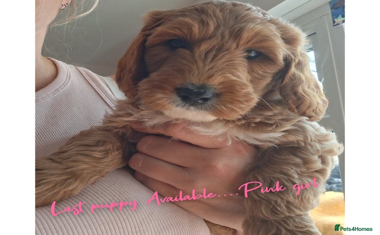 Australian Labradoodle dogs - Advert 1
