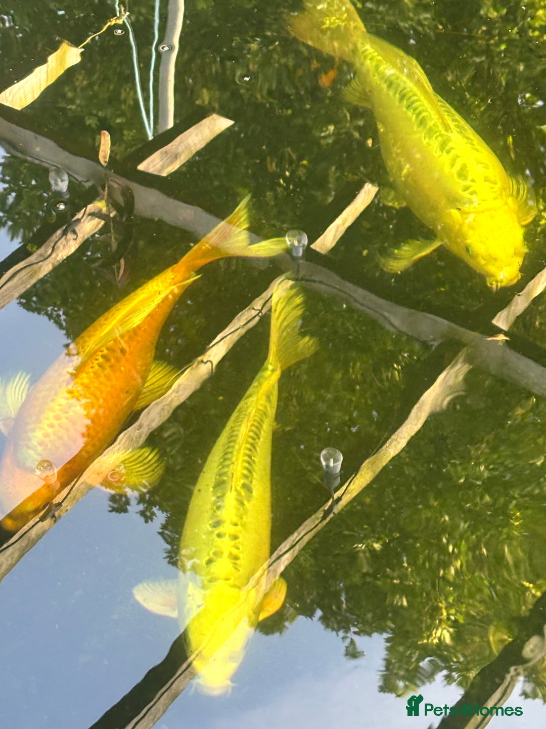 Koi Carp fish for sale: Koi for sale - Image 11