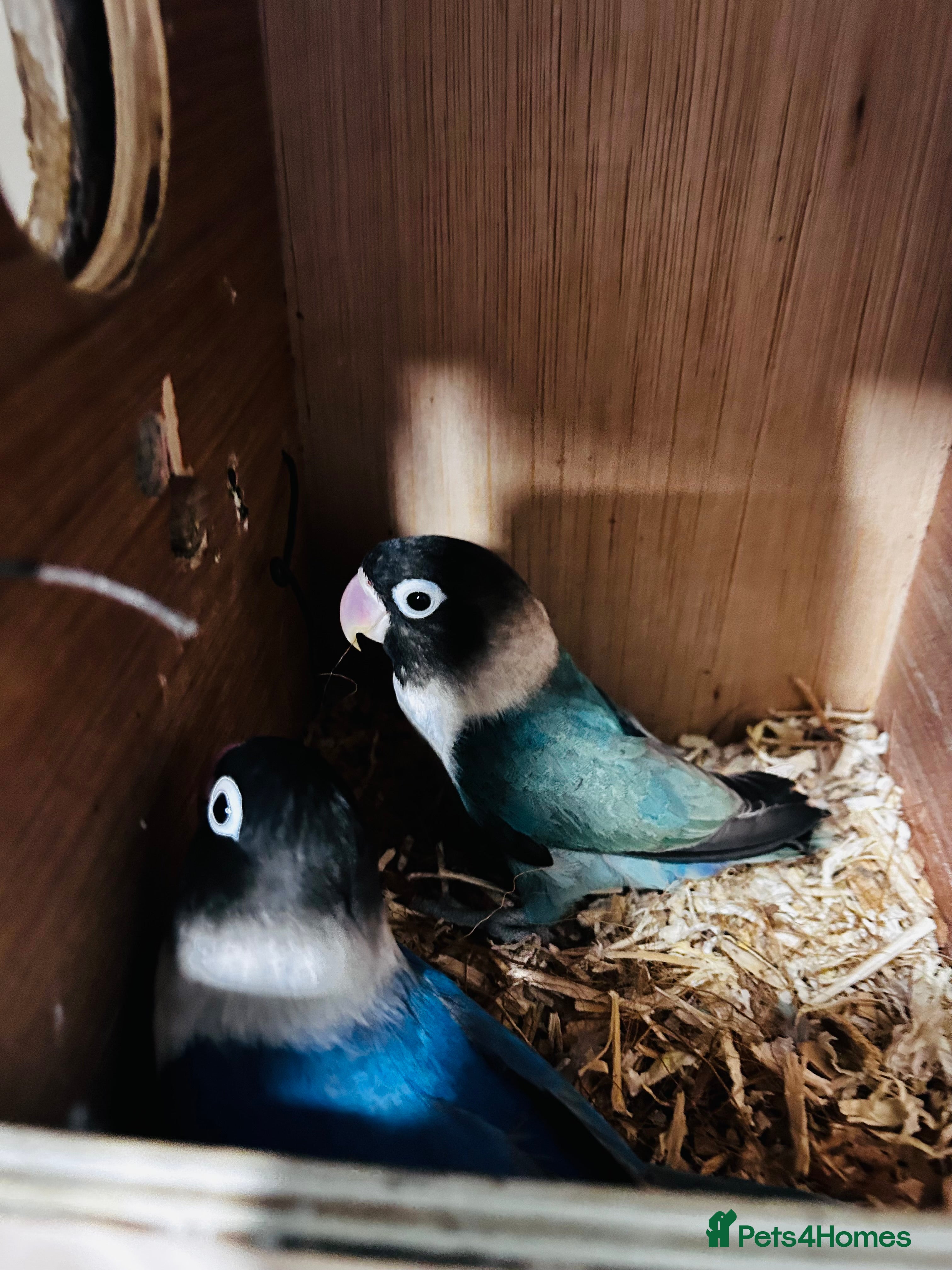 Lovebirds birds Breeding pair of lovebirds  - Advert 1