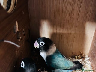 Lovebirds birds Breeding pair of lovebirds - Advert 1