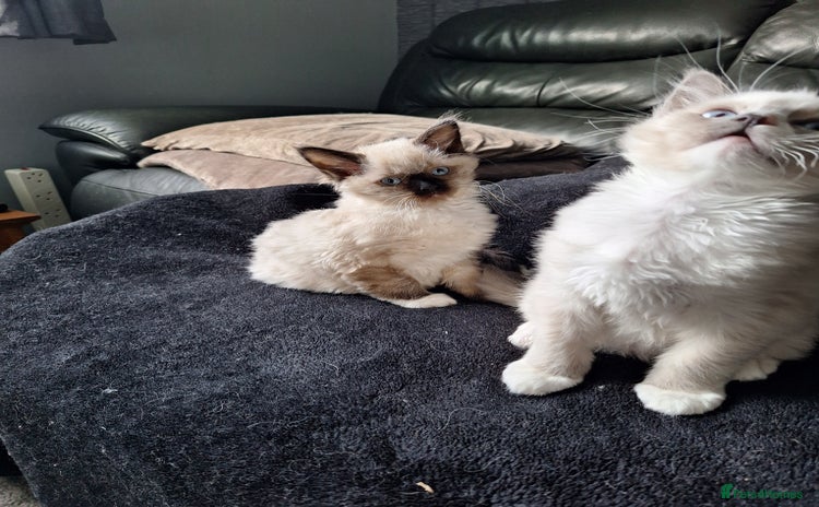 Ragdoll cats - Advert 16