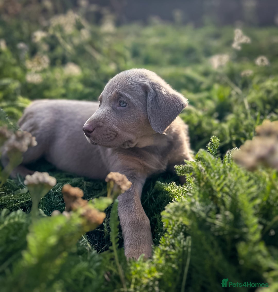 Labrador Retriever dogs for sale: 🐾Meet our adorable silver & charcoal lab pupps🐾  - Image 10