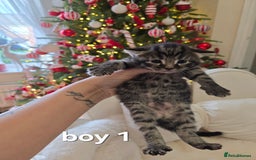 Russian Blue cats for sale: Russian blue =Main coon cross kittens  - Advert 4