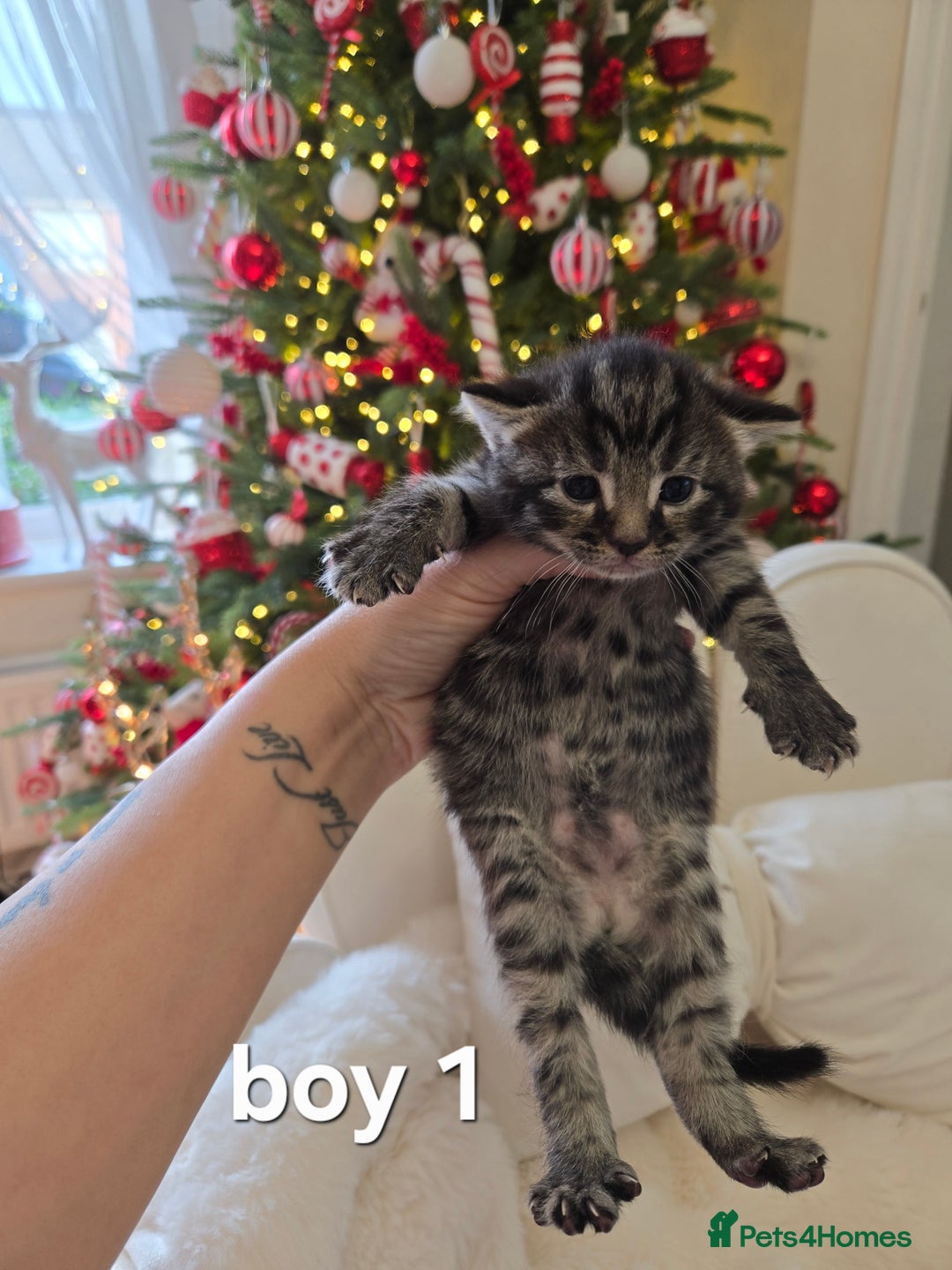 Russian Blue cats for sale: Russian blue =Main coon cross kittens  - Advert 4