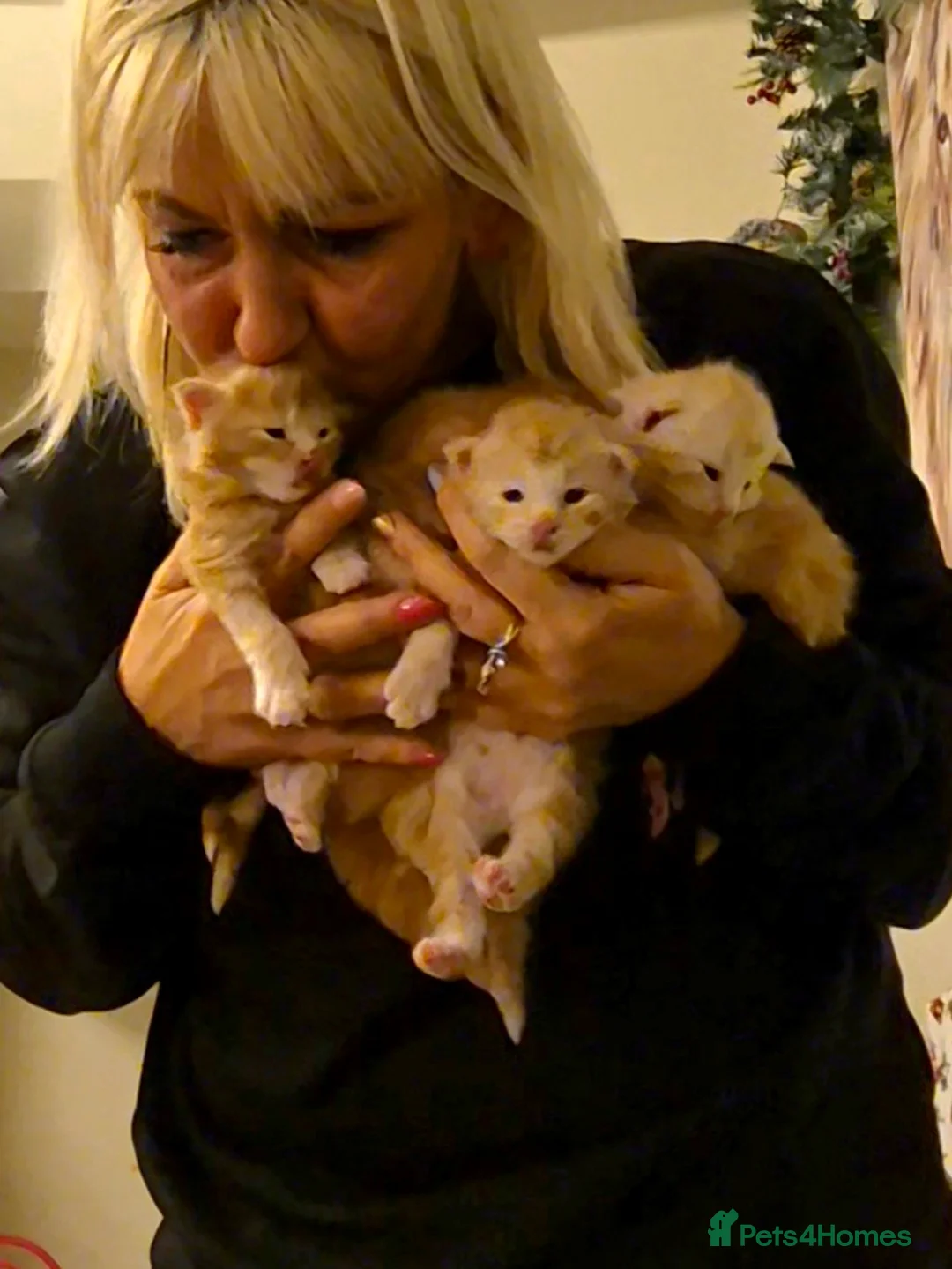 Maine Coon cats for sale: Beautiful Maine Coon boys . - Advert 7