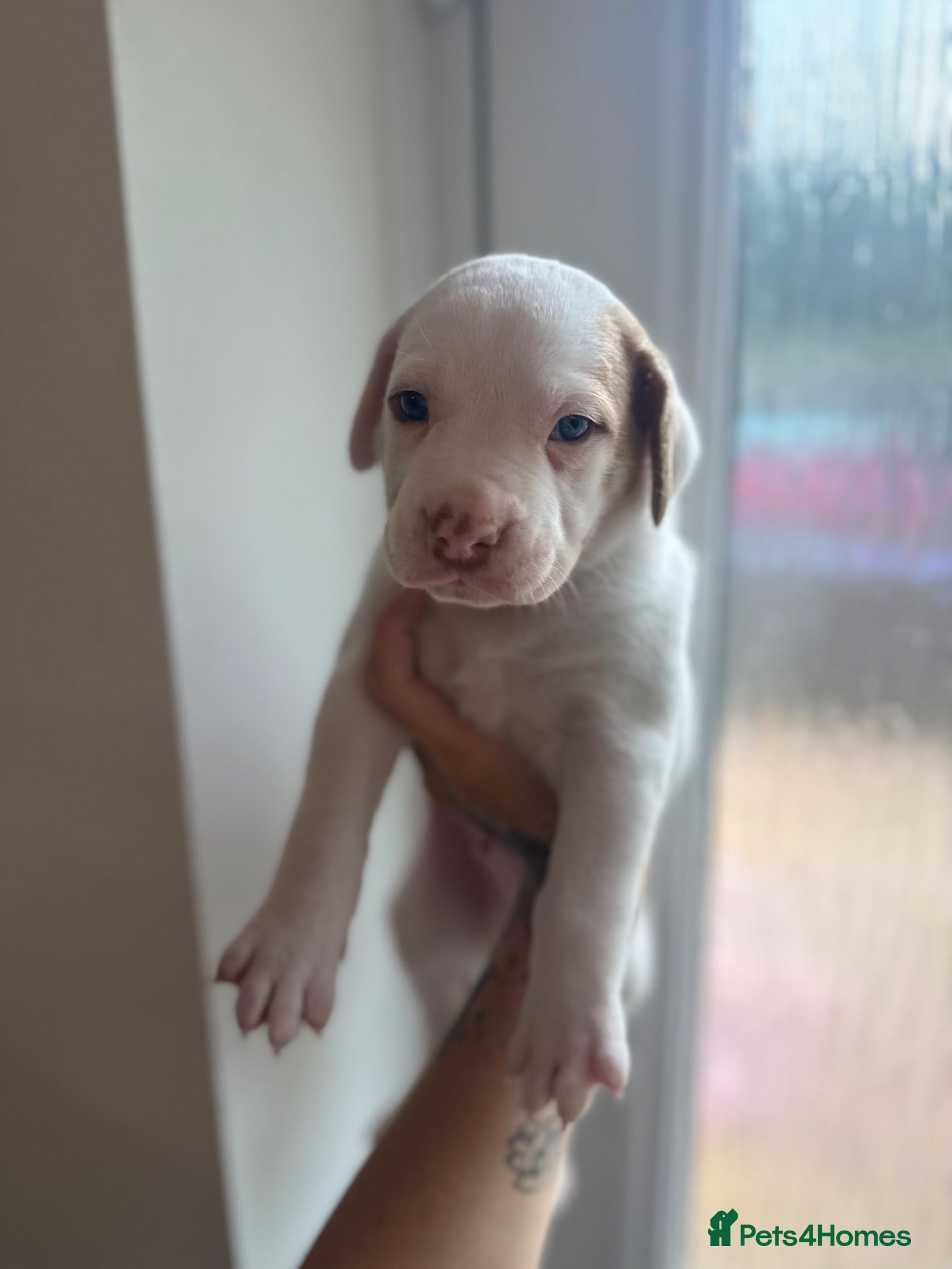 American Bulldog dogs American Bulldog Puppies - Advert 3