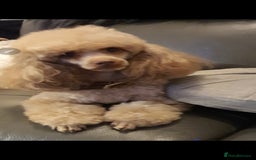 Toy Poodle dogs for sale: KC Toy Poodles, health tested, champion bloodline - Image 21