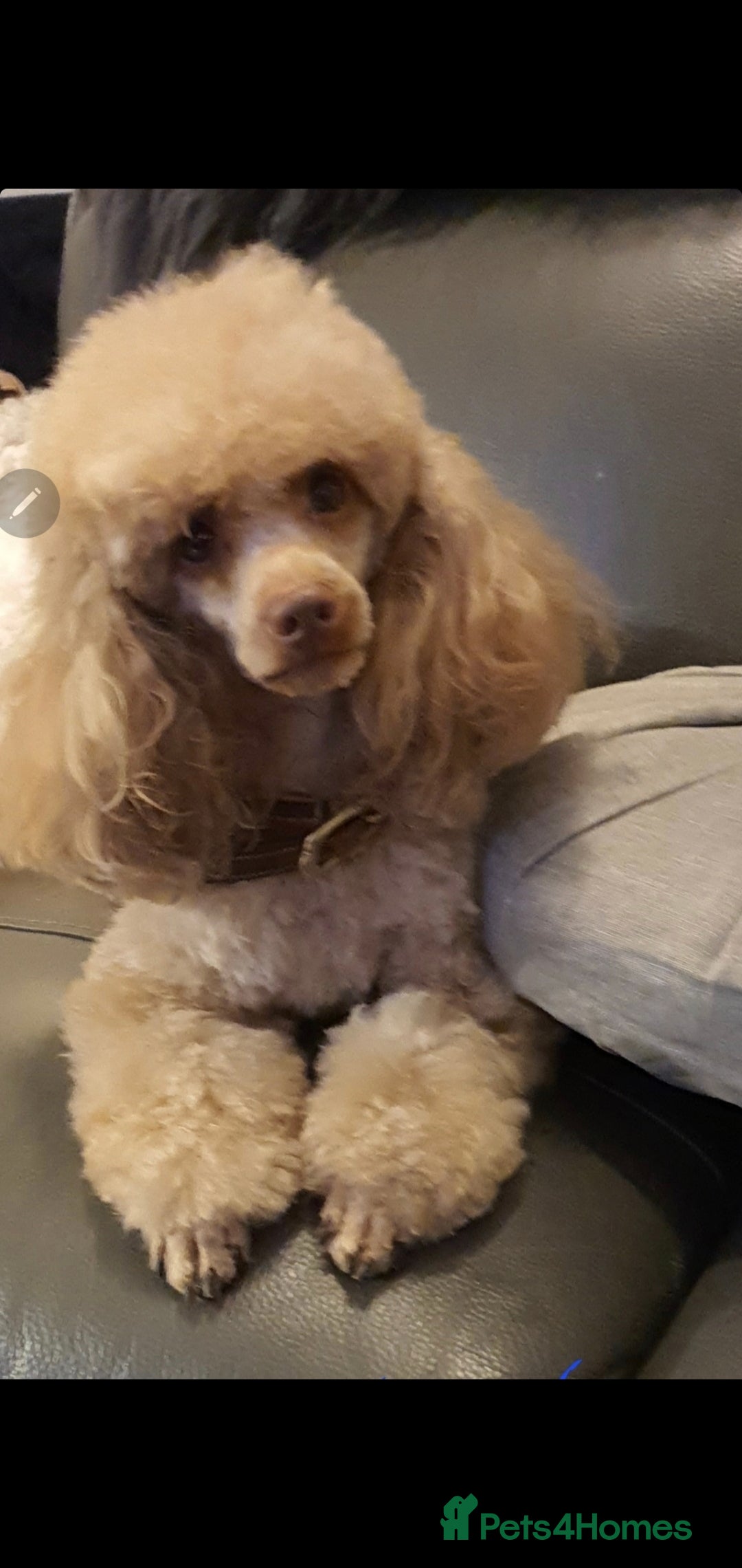 Toy Poodle dogs for sale: KC Toy Poodles, health tested, champion bloodline - Image 21