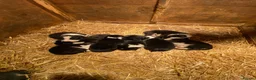 Border Collie dogs for sale: Beautiful Border Collie puppies for sale - Advert 7