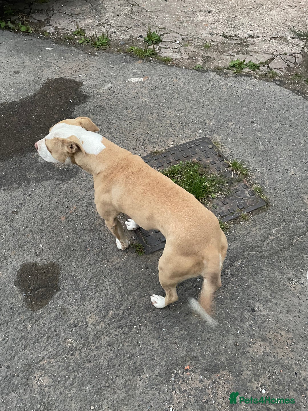 Mixed Breed dogs for sale: Staffs x - Image 2
