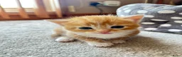 Mixed Breed cats for sale: Cute cats for sell in Maldon - Advert 9