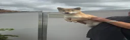Japanese Shiba Inu dogs for sale: 3 beautiful Shiba Inu girls  - Advert 2