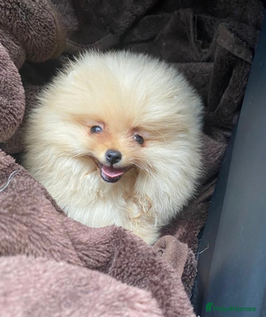 Pomeranian dogs for stud: Orange Pomeranian KC Registered CHAMPION Bloodline in Manchester - Advert 12