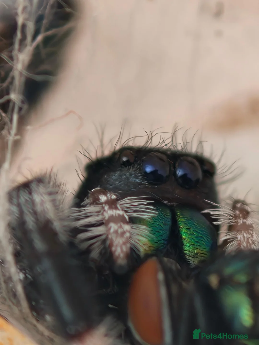 Spiders invertebrates for sale: Jumping spiders/Phidippus regius Everglades /// - Advert 1