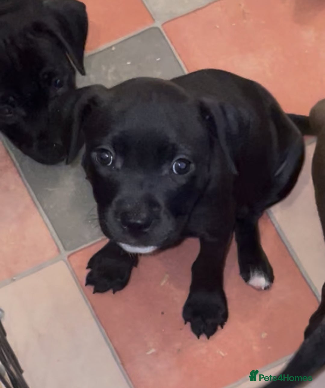 Staffordshire Bull Terrier dogs for sale: Staffordshire/American Staffordshire pups in Harrow - Image 33