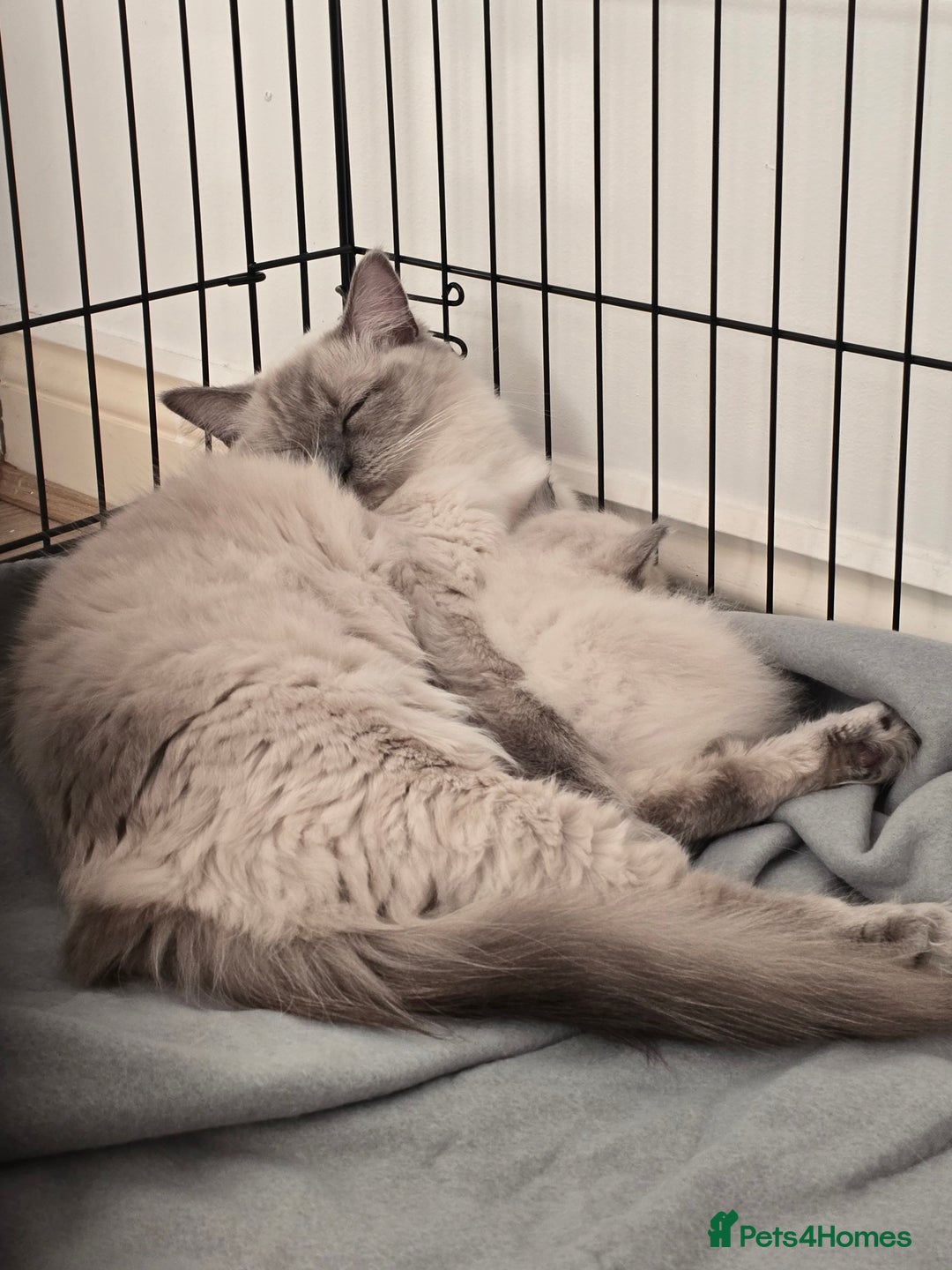 Ragdoll cats for sale: 💙 BLUEPOINT RAGDOLL BOY FOR SALE 💙 - Image 37