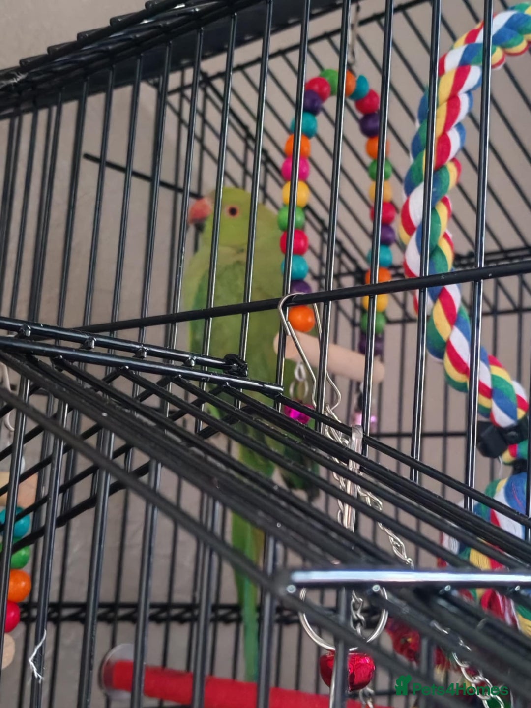 Ringnecks birds for sale:  Indian ringneck  - Image 2