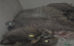 Exotic cats for sale: 💙Show Quality Longhair Boy- READY NOW 💙 - Image 4