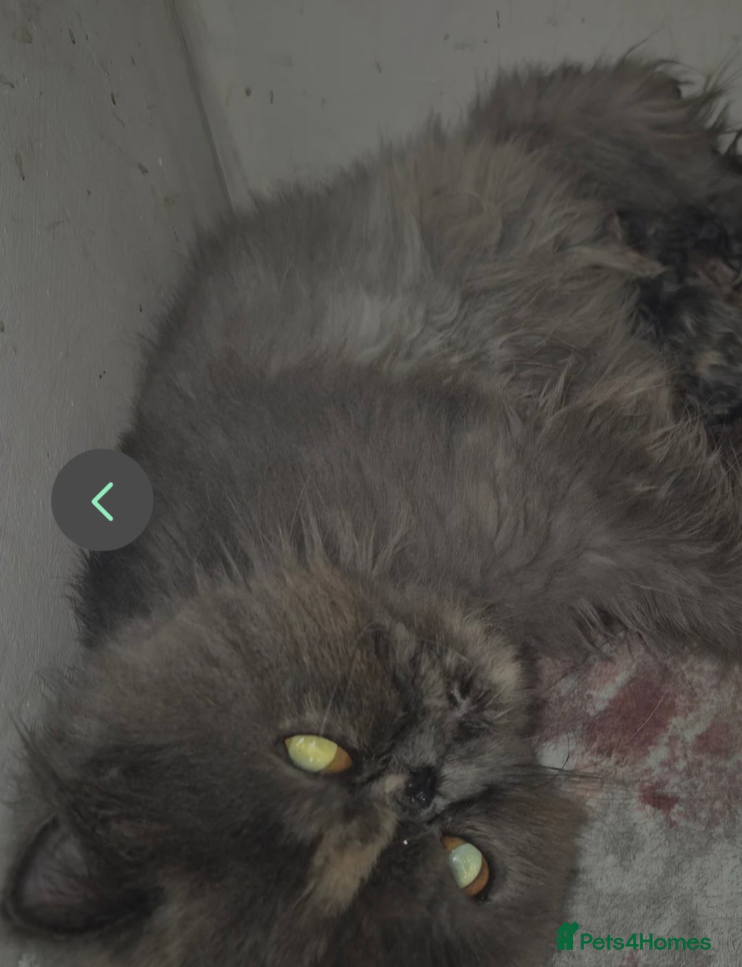 Exotic cats for sale: 💙Show Quality Longhair Boy- READY NOW 💙 - Image 4