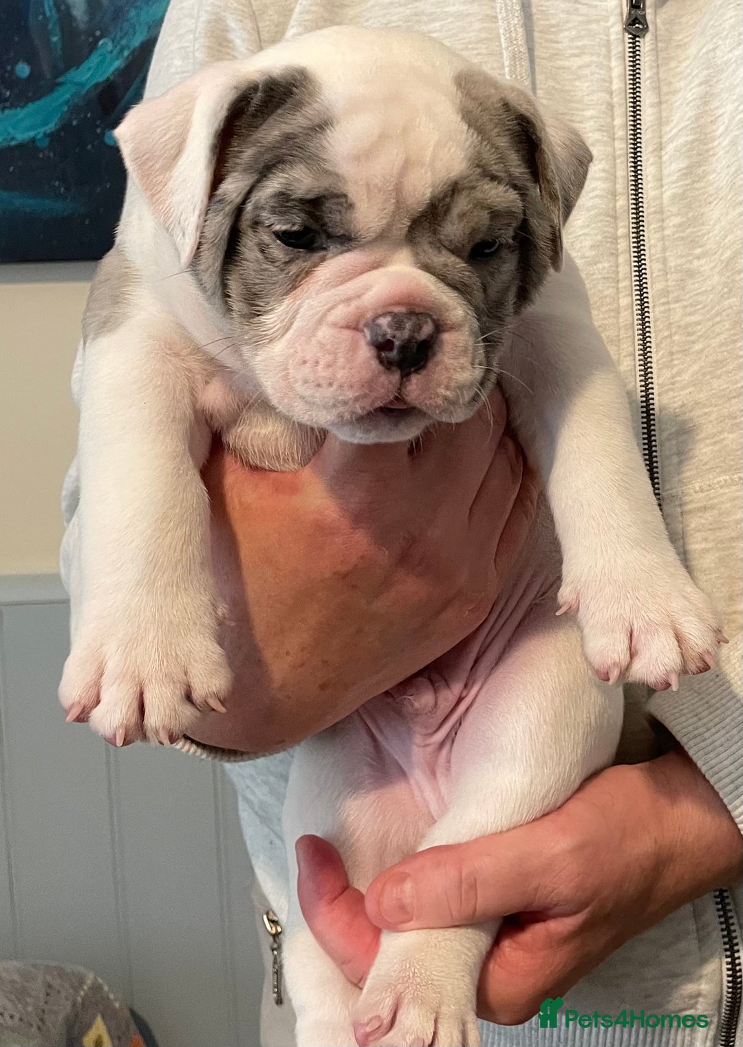 Olde English Bulldogge dogs for sale: Old English bulldogs “NEBBR “ regstd - Image 3