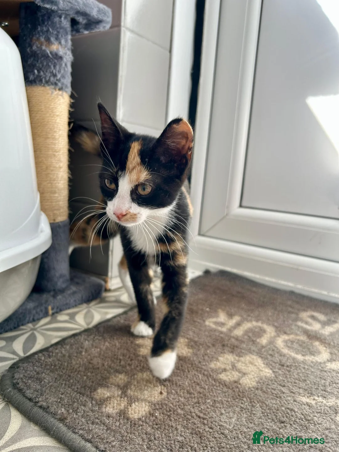 British Shorthair cats for sale: Tortoiseshell kitten - Advert 2