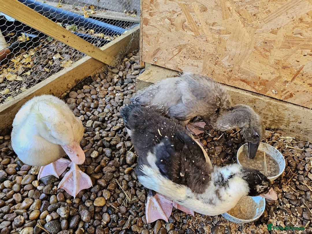 Ducks poultry for sale: 2 Muscovy ducks and 1 Indian runner duck - Advert 9