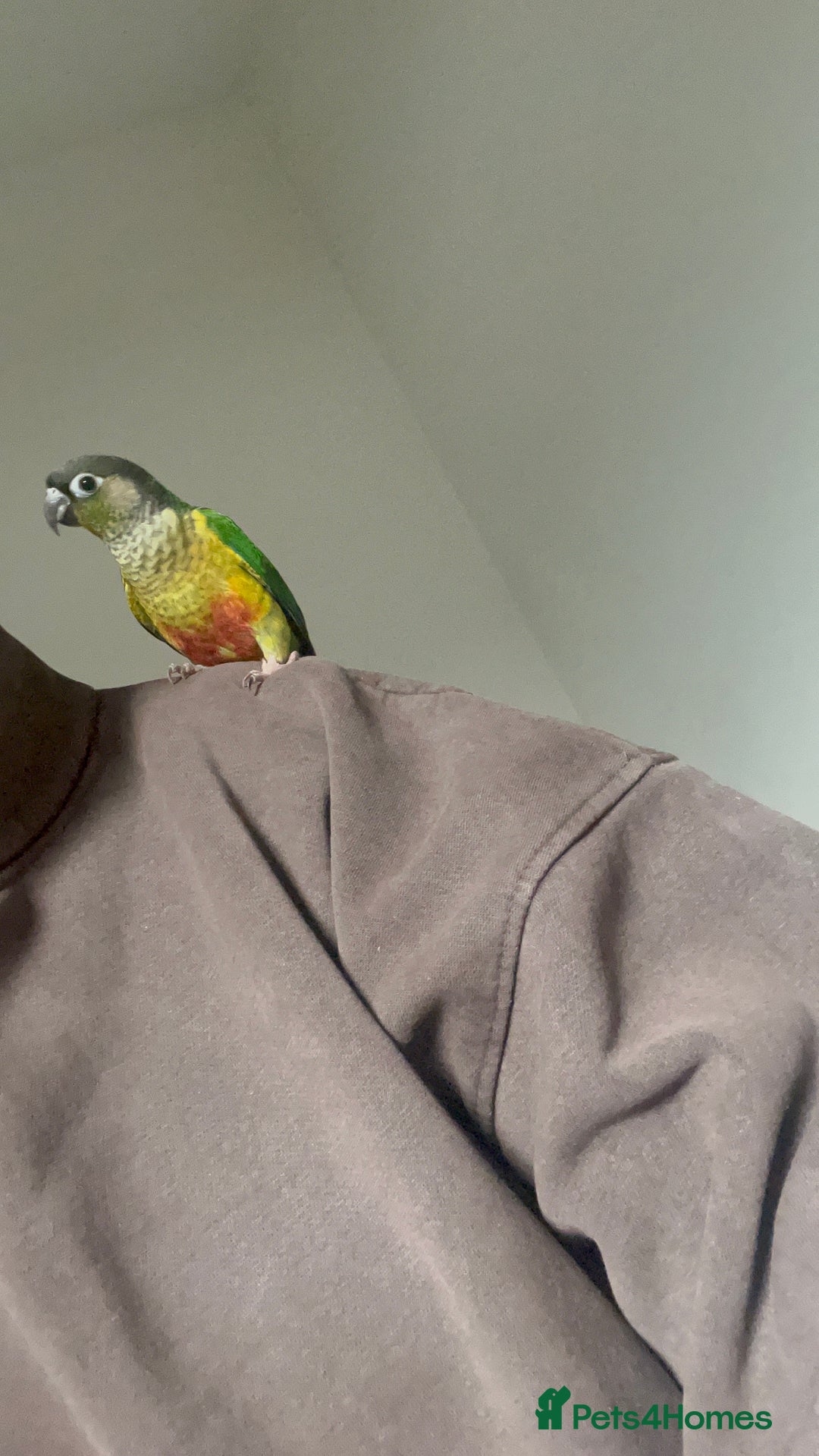 Conures birds for sale: Green Cheek Conure, Young, Hand-Tame, With Cage - Advert 2