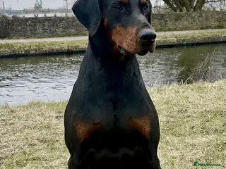 Dobermann dogs KC Health & Heart tested stud - Advert 3